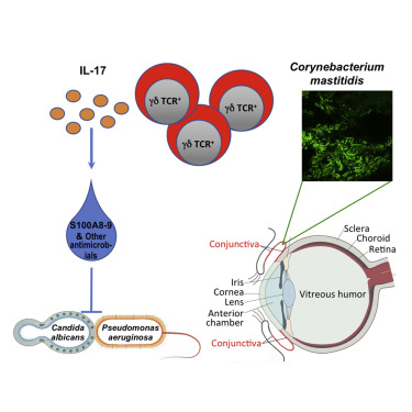 Graphical Abstract