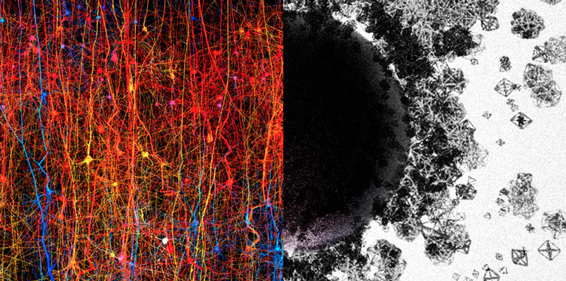 Фото: Blue Brain Project
