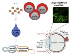 Graphical Abstract